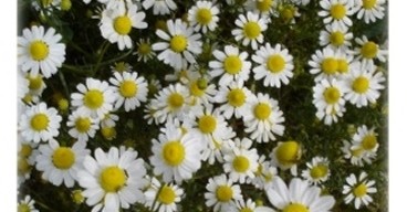 Daisy Field with Flowers