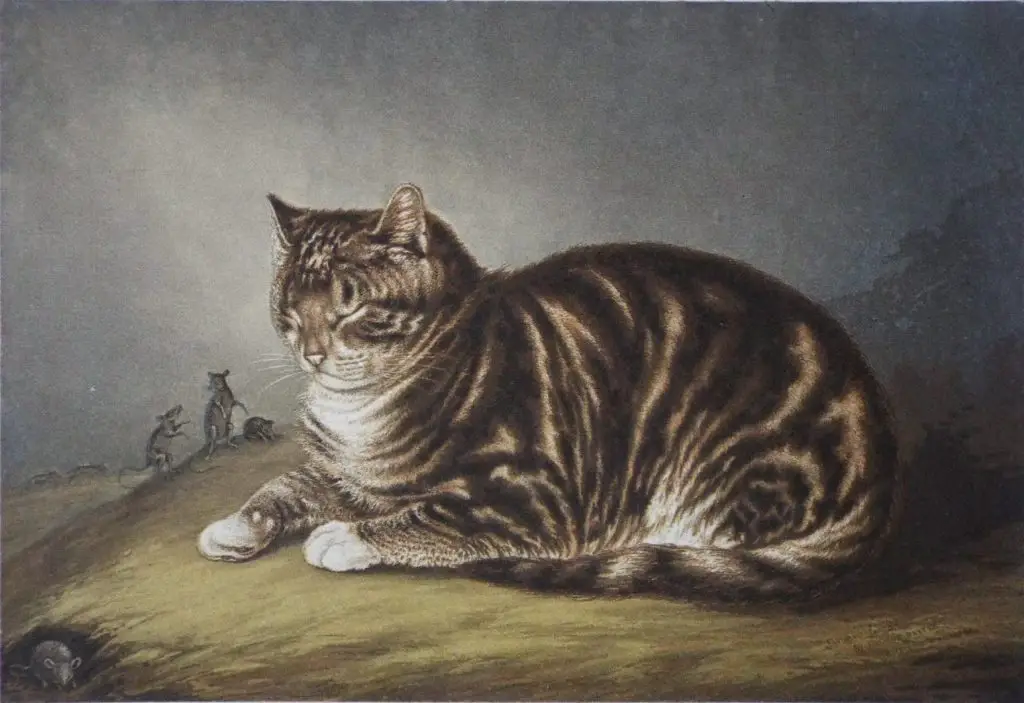 Printing of a cat by Baxter
