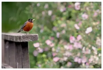 The Singing Bird in Ye Flowery Banks