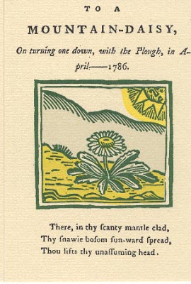 To a Mountain Daisy by Robert Burns