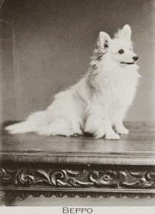 Turi, Pomeranian