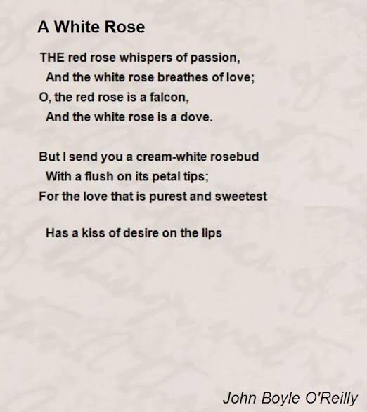 The white rose by john boyle