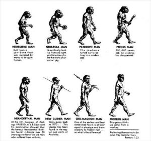 Theory of evolution by Charles Darwin