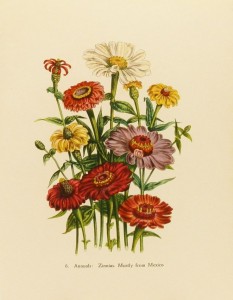Victorian Botanical Flowers