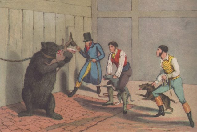 Victorian blood sport of bear baiting